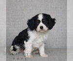 Small #3 Cavalier King Charles Spaniel