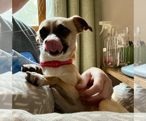 Medium Photo #17 Chihuahua-Unknown Mix Puppy For Sale in Fargo, ND, USA