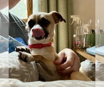 Small #16 Chihuahua Mix