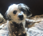 Small #1 Chinese Crested