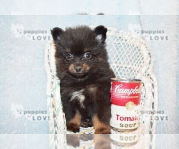 Medium Photo #1 Pomeranian Puppy For Sale in SANGER, TX, USA