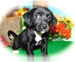 Small Photo #2 Jack-Rat Terrier Puppy For Sale in HAMMOND, IN, USA