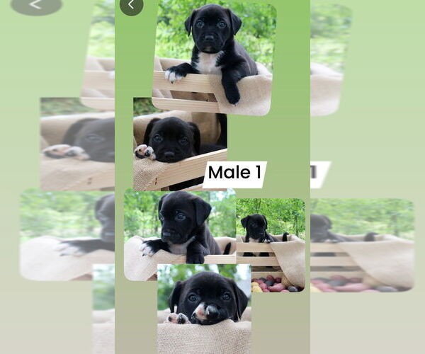 Medium Photo #4 American Pit Bull Terrier-Labrador Retriever Mix Puppy For Sale in FRAMINGHAM, MA, USA