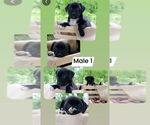 Small #3 American Pit Bull Terrier-Labrador Retriever Mix