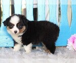 Small Photo #5 Miniature Australian Shepherd Puppy For Sale in FREDERICKSBG, OH, USA