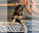 Small Photo #3 Yorkshire Terrier Puppy For Sale in NASHVILLE, IN, USA