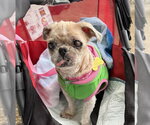 Small Photo #4 Shih Tzu Puppy For Sale in Mundelein, IL, USA