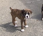 Puppy 2 Boxer