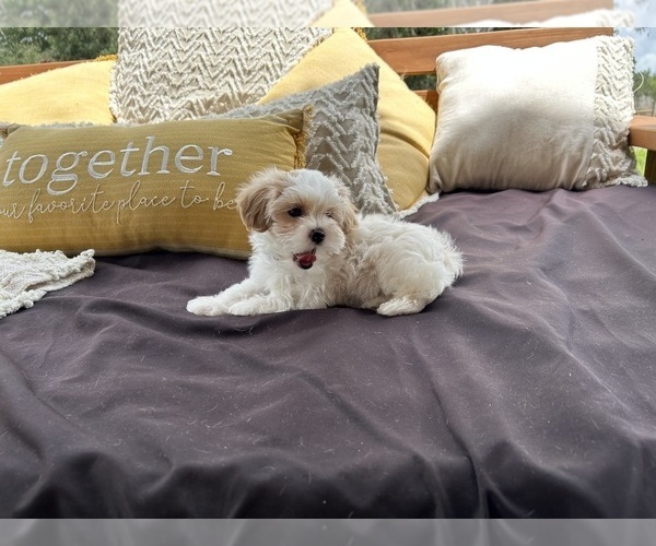 Medium Photo #3 Maltipoo Puppy For Sale in LITHIA, FL, USA