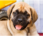 Small Photo #11 Mastiff Puppy For Sale in WAKARUSA, IN, USA