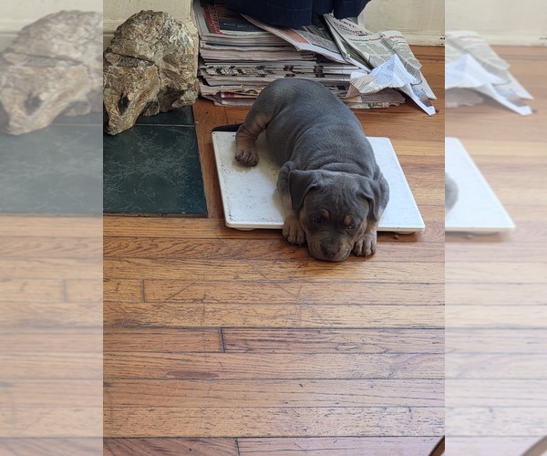 Medium Photo #16 American Pit Bull Terrier Puppy For Sale in WAUSAU, WI, USA