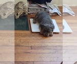 Small #15 American Pit Bull Terrier