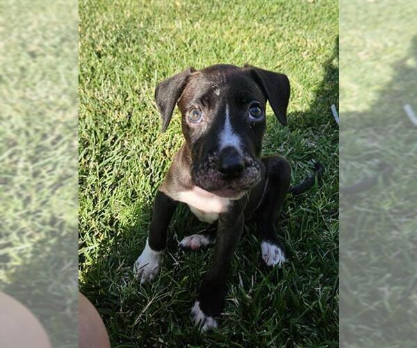 Medium Photo #1 Mutt Puppy For Sale in San Bernardino, CA, USA
