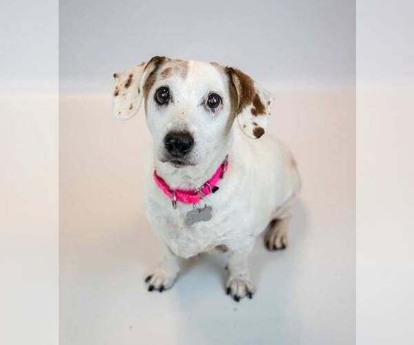 Medium Photo #4 Doxle Puppy For Sale in Kennesaw, GA, USA