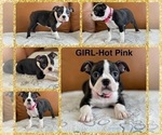 Puppy Girl Hot Pink Boston Terrier