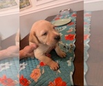 Tan collar - Female Labrador Retriever Puppy for Sale - Photo #4