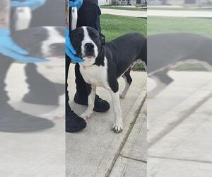 American Staffordshire Terrier-Unknown Mix Dogs for adoption in San Antonio, TX, USA