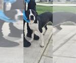 Small American Staffordshire Terrier Mix