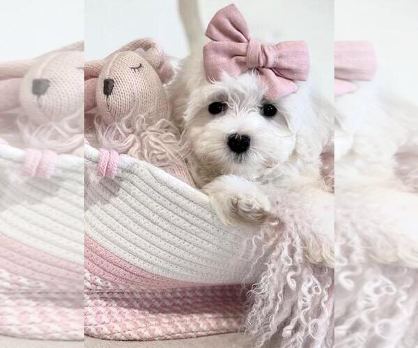 Medium Photo #19 Maltese Puppy For Sale in DELRAY BEACH, FL, USA