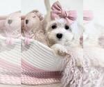 Small #18 Maltese
