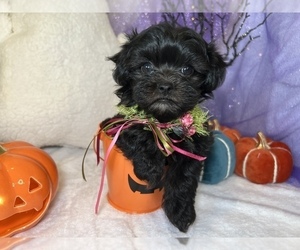 Maltipoo Puppy for sale in HILO, HI, USA