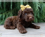 Small #1 Labradoodle