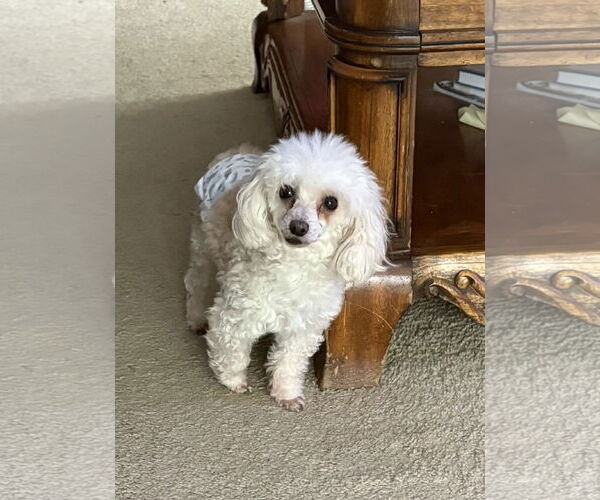 Medium Photo #2 Poodle (Toy) Puppy For Sale in Wheaton, IL, USA