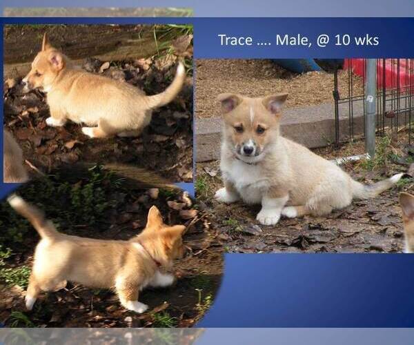 Medium Photo #2 Pembroke Welsh Corgi Puppy For Sale in GOLDENDALE, WA, USA