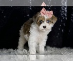 Small #7 Morkie