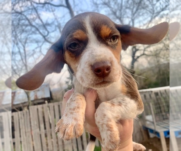 Medium Photo #5 Beagle Puppy For Sale in MARSHALL, AR, USA