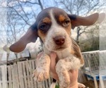 Small Photo #5 Beagle Puppy For Sale in MARSHALL, AR, USA