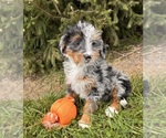 Small #1 Bernedoodle (Miniature)