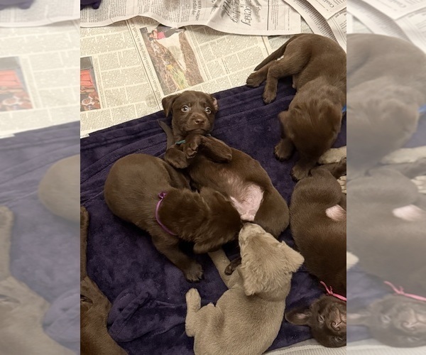 Medium Photo #6 Labrador Retriever Puppy For Sale in SIMI VALLEY, CA, USA