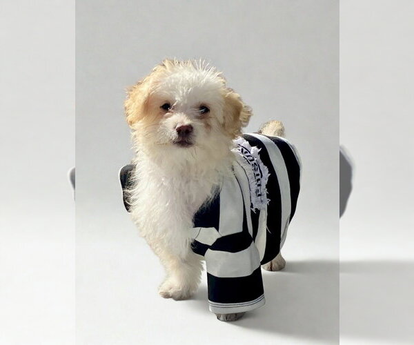 Medium Photo #1 Maltipoo (Miniature) Puppy For Sale in San Diego, CA, USA