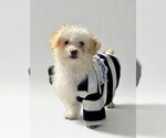 Small Maltipoo (Miniature)