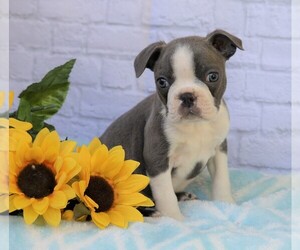 Boston Terrier Puppy for sale in FREDERICKSBG, OH, USA