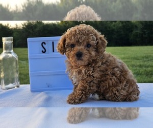 Poodle (Toy) Litter for sale in COLLEGE STA, TX, USA
