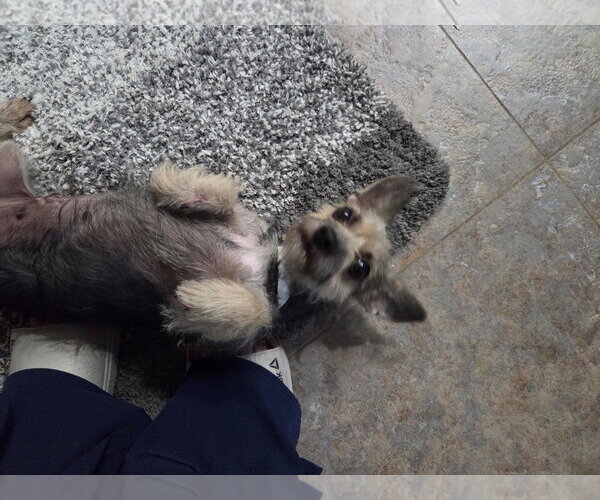 Medium Photo #1 Mutt Puppy For Sale in Spring, TX, USA