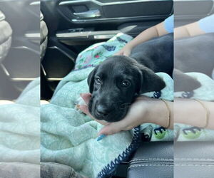 Anatolian Shepherd-Great Dane Mix Dogs for adoption in Dallas, TX, USA