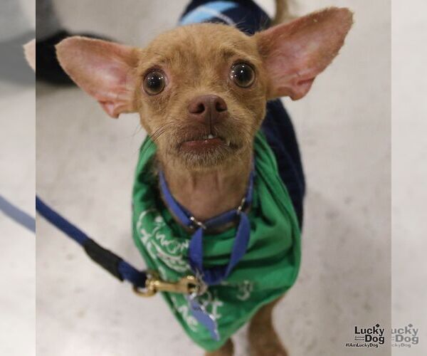 Medium Photo #4 Chihuahua-Unknown Mix Puppy For Sale in Washington, DC, USA