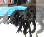 Small Photo #7 Great Dane Puppy For Sale in MINERAL WELLS, TX, USA