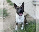 Small Staffordshire Bull Terrier Mix