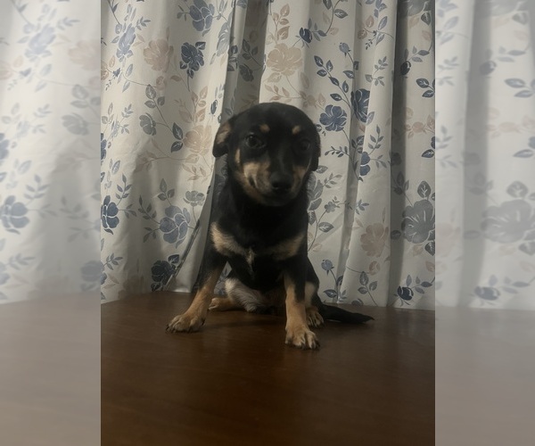 Medium Photo #1 Chihuahua Puppy For Sale in DURHAM, CT, USA