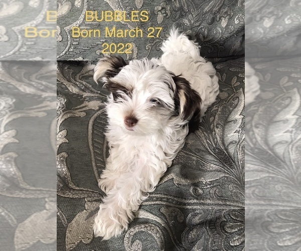 Medium Photo #4 Yorkshire Terrier Puppy For Sale in MEDFORD, OR, USA