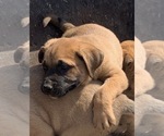 Small Photo #1 American Mastiff Puppy For Sale in GLASGOW, KY, USA