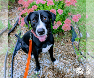 Hassie - Female Labrador Retriever-Retriever  Mix Dog for Adoption - Photo #5