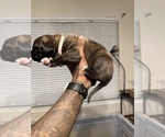 Small Photo #39 Cane Corso-Saint Bernard Mix Puppy For Sale in LIVERMORE, CA, USA
