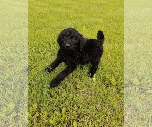 Goldendoodle Dogs for adoption in St. Louis Park, MN, USA