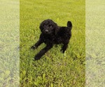 Small Goldendoodle