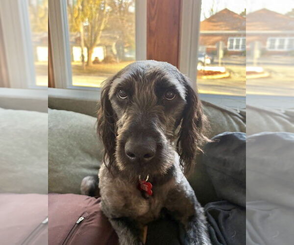 Medium Photo #5 Poodle (Standard)-Unknown Mix Puppy For Sale in Grafton, WI, USA